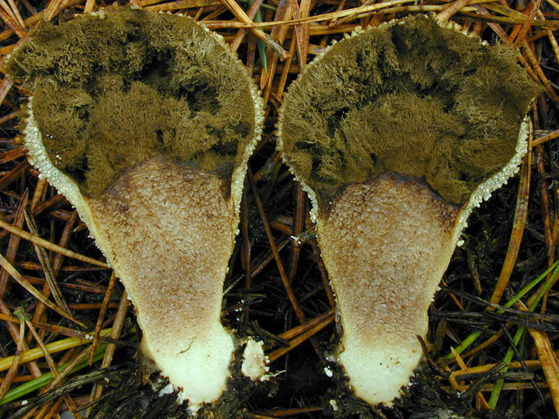 Imagem de Lycoperdon perlatum Pers. 1796