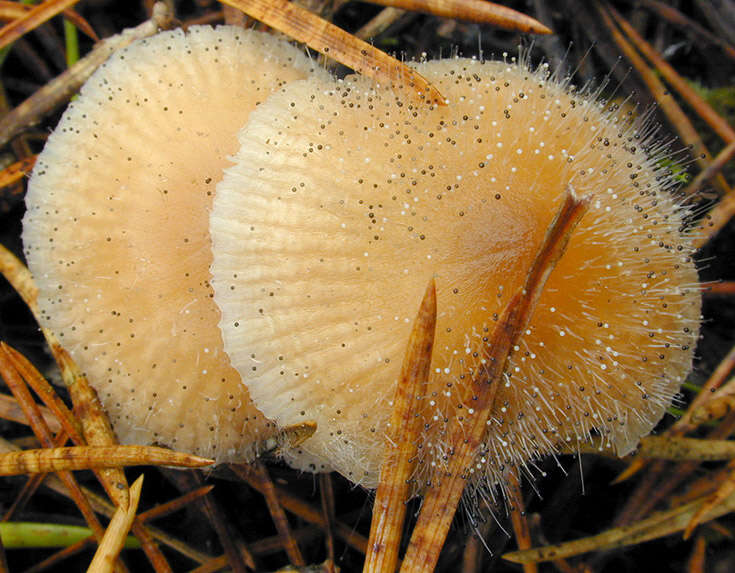 Image de Spinellus