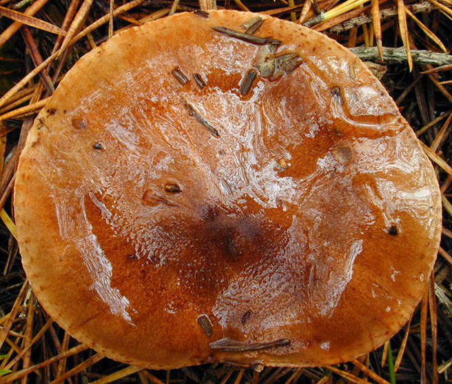 Image of Tricholoma ustale (Fr.) P. Kumm. 1871