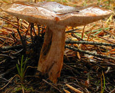 Image of Tricholoma ustale (Fr.) P. Kumm. 1871