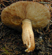 Image of Tricholoma ustale (Fr.) P. Kumm. 1871