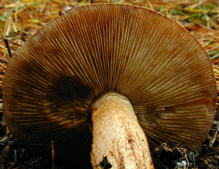 Image of Tricholoma ustale (Fr.) P. Kumm. 1871