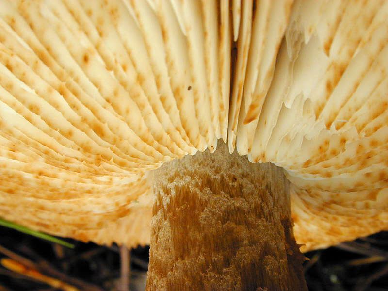 Image of Tricholoma ustale (Fr.) P. Kumm. 1871