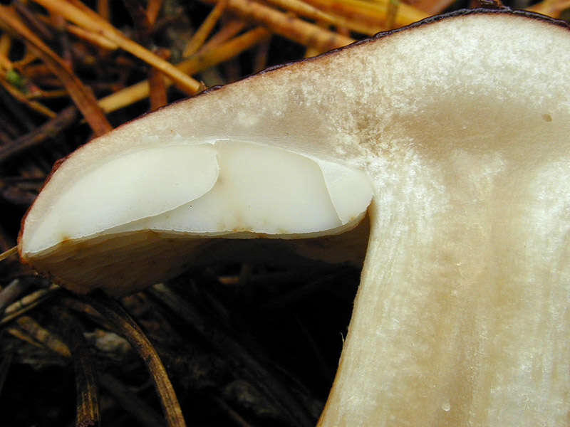 Image of Tricholoma ustale (Fr.) P. Kumm. 1871