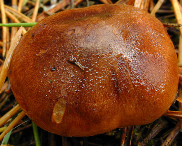 Image of Tricholoma ustale (Fr.) P. Kumm. 1871