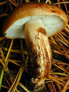 Image of Tricholoma ustale (Fr.) P. Kumm. 1871