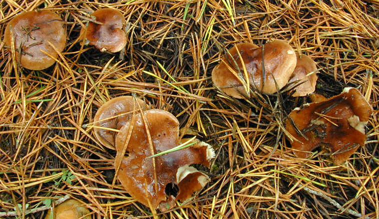 Image of Tricholoma ustale (Fr.) P. Kumm. 1871