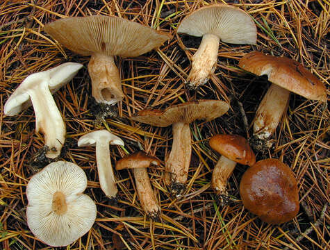 Image of Tricholoma ustale (Fr.) P. Kumm. 1871