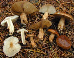 Image of Tricholoma ustale (Fr.) P. Kumm. 1871