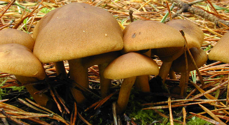 Image of Cortinarius croceus (Schaeff.) Gray 1821