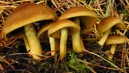 Image of Cortinarius croceus (Schaeff.) Gray 1821