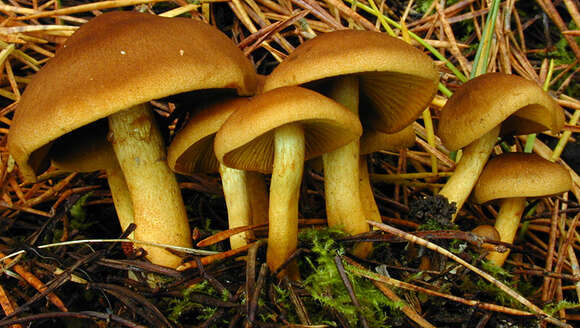 Image of Cortinarius croceus (Schaeff.) Gray 1821