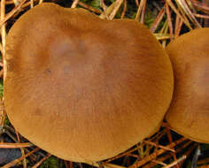 Image of Cortinarius croceus (Schaeff.) Gray 1821