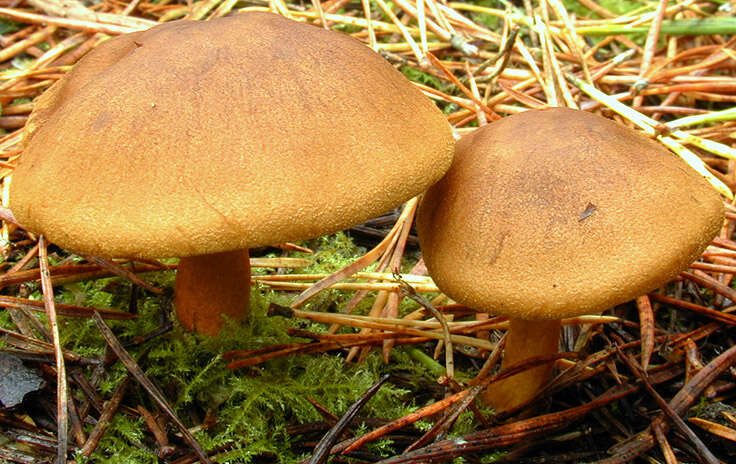 Image of Cortinarius croceus (Schaeff.) Gray 1821