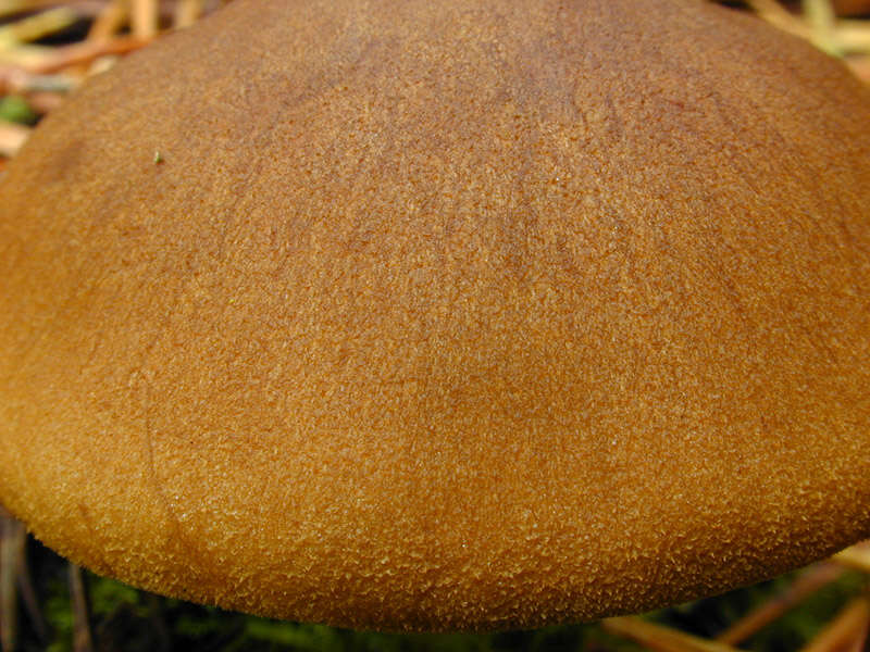 Image of Cortinarius croceus (Schaeff.) Gray 1821