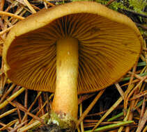 Image of Cortinarius croceus (Schaeff.) Gray 1821