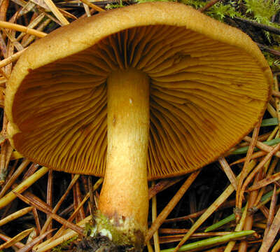 Image of Cortinarius croceus (Schaeff.) Gray 1821