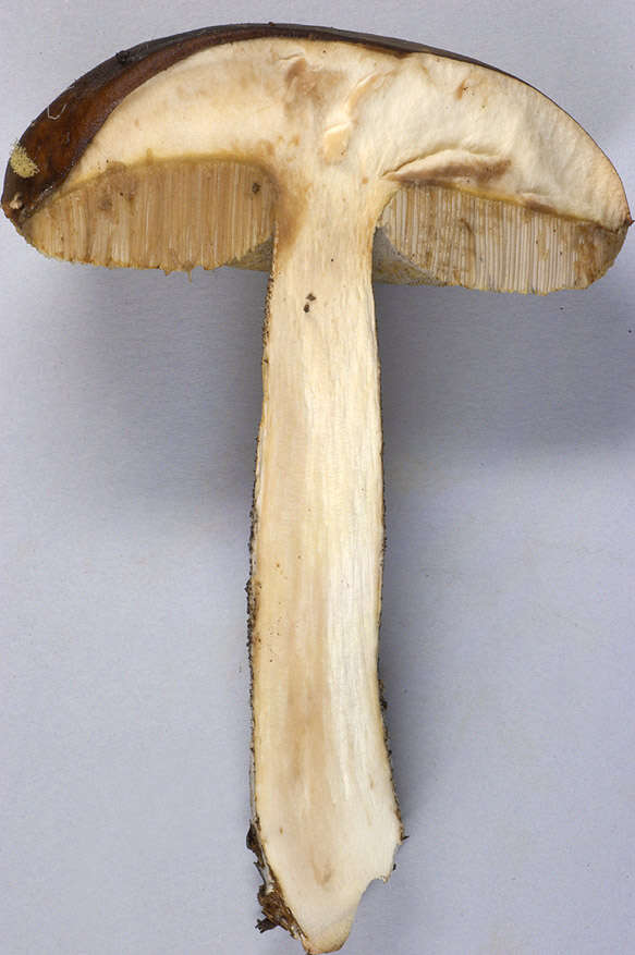 Image of Leccinum scabrum (Bull.) Gray 1821