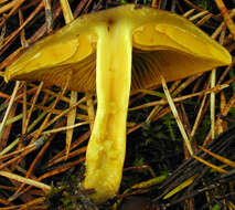 Image of Cortinarius croceus (Schaeff.) Gray 1821