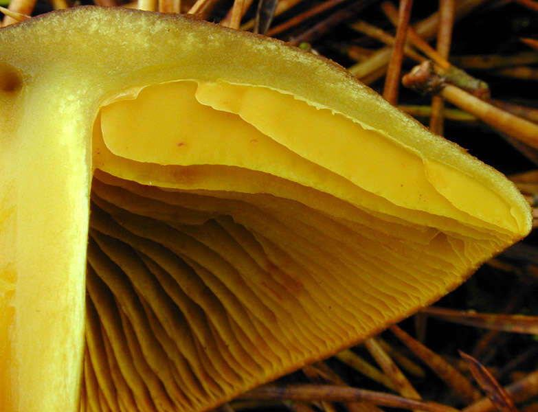 Image of Cortinarius croceus (Schaeff.) Gray 1821