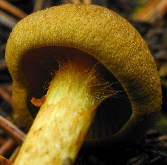 Image of Cortinarius croceus (Schaeff.) Gray 1821