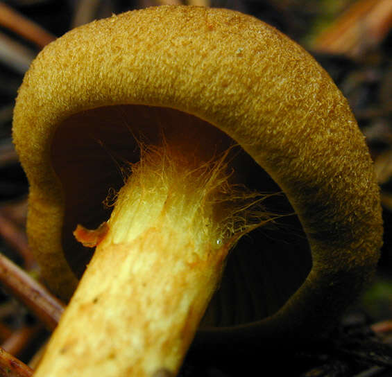 Image of Cortinarius croceus (Schaeff.) Gray 1821