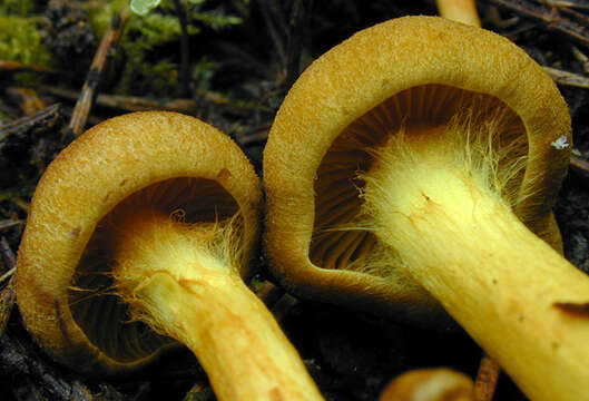 Image of Cortinarius croceus (Schaeff.) Gray 1821