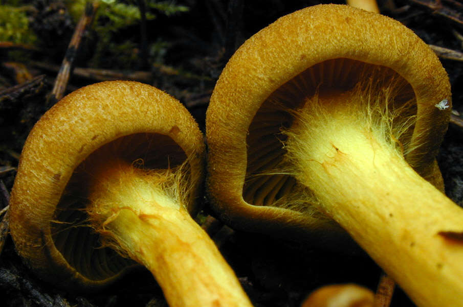 Image of Cortinarius croceus (Schaeff.) Gray 1821