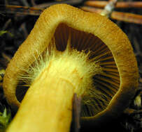 Image of Cortinarius croceus (Schaeff.) Gray 1821