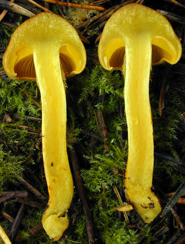 Image of Cortinarius croceus (Schaeff.) Gray 1821