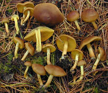 Image of Cortinarius croceus (Schaeff.) Gray 1821