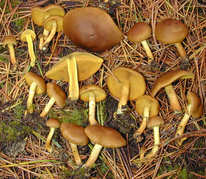 Image of Cortinarius croceus (Schaeff.) Gray 1821