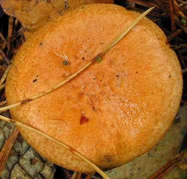 Image of Suillus bovinus (L.) Roussel 1796