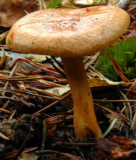 Image of Suillus bovinus (L.) Roussel 1796