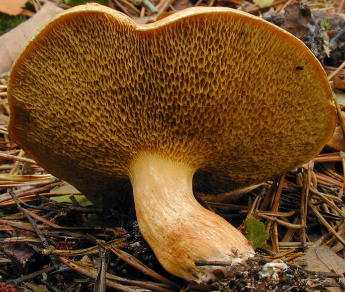 Image of Suillus bovinus (L.) Roussel 1796