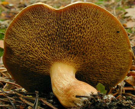 Image of Suillus bovinus (L.) Roussel 1796