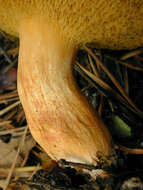 Image of Suillus bovinus (L.) Roussel 1796