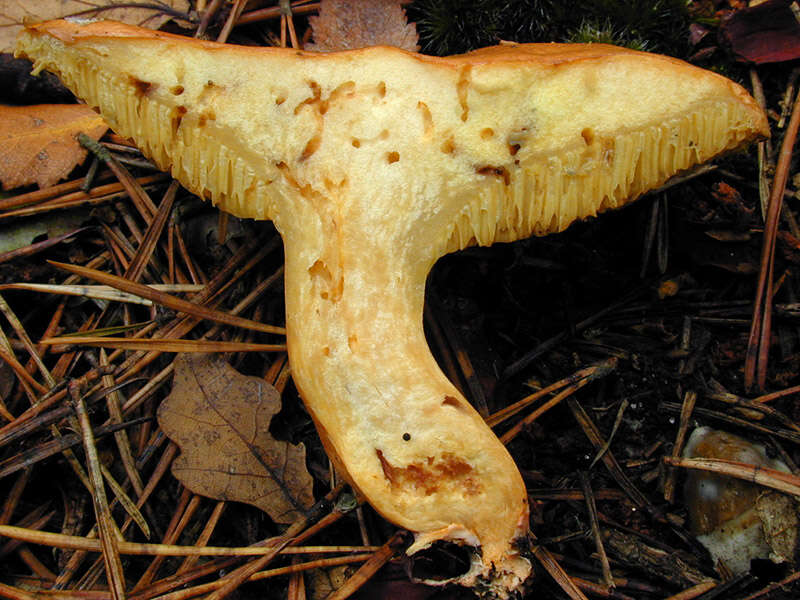 Image of Suillus bovinus (L.) Roussel 1796