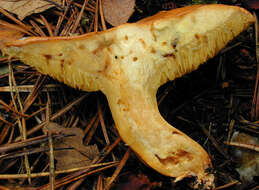 Image of Suillus bovinus (L.) Roussel 1796