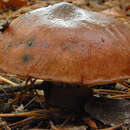 Image of Slippery Jack