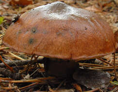 Imagem de Suillus luteus (L.) Roussel 1796