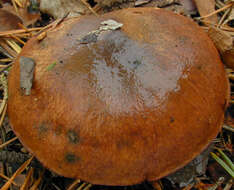 Imagem de Suillus luteus (L.) Roussel 1796