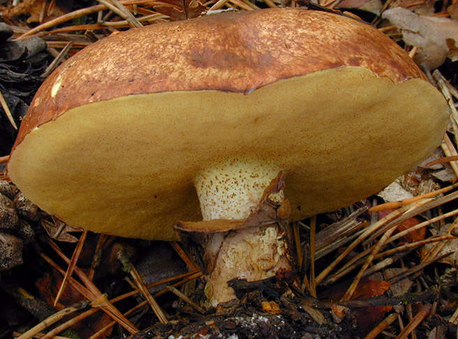 Imagem de Suillus luteus (L.) Roussel 1796