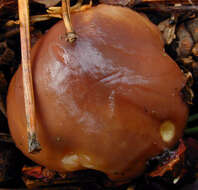 Imagem de Suillus luteus (L.) Roussel 1796