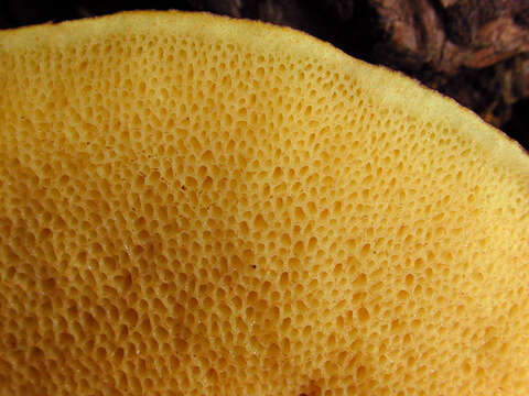 Слика од Suillus luteus (L.) Roussel 1796