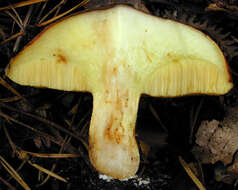 Imagem de Suillus luteus (L.) Roussel 1796