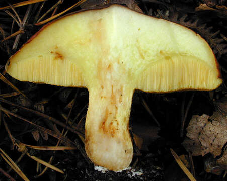 Слика од Suillus luteus (L.) Roussel 1796