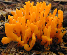 Imagem de Calocera viscosa (Pers.) Fr. 1821