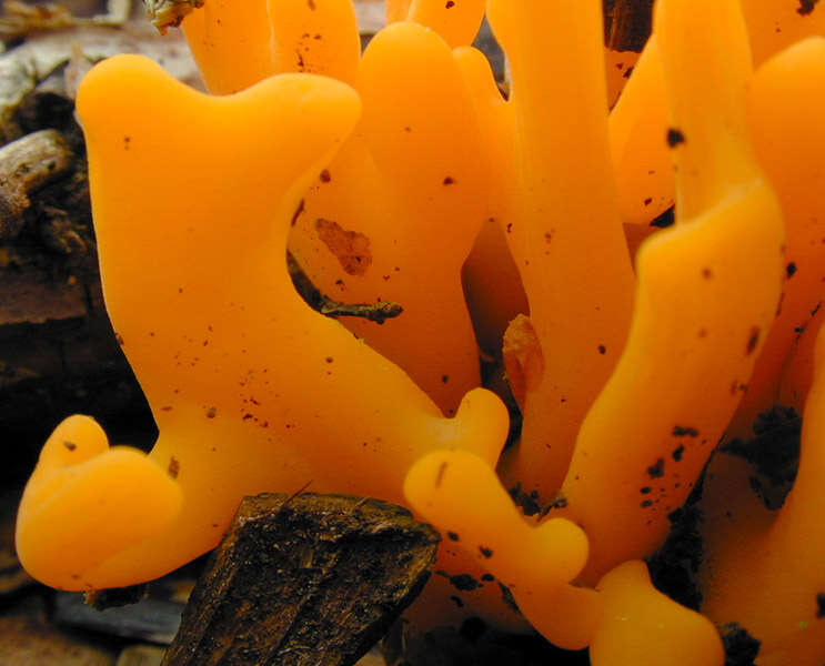 Imagem de Calocera viscosa (Pers.) Fr. 1821