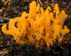 Imagem de Calocera viscosa (Pers.) Fr. 1821